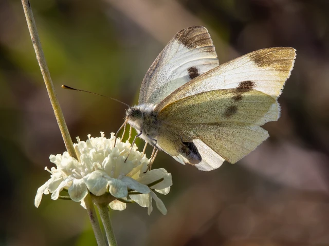 Pieris rapae - répalepke