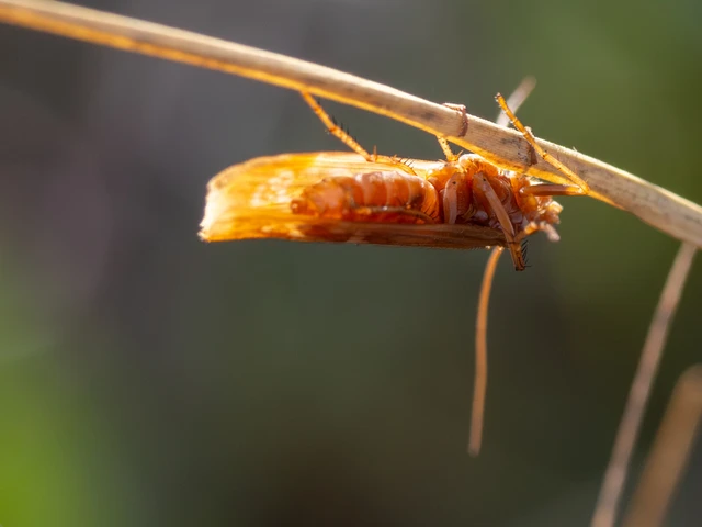 Trichoptera - Tegzesek