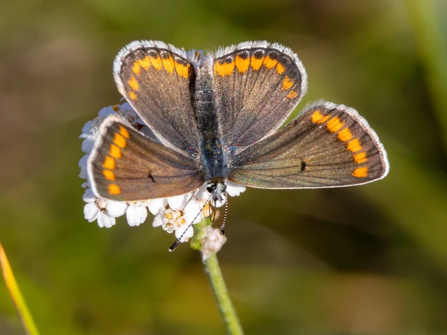 Aricia agestis - szerecsenboglárka