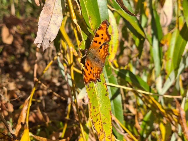 Nymphalis c-album - C-betűs lepke