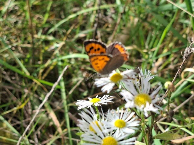 Lycaena phlaeas - közönséges tűzlepke Lycaena phlaeas - közönséges tűzlepke