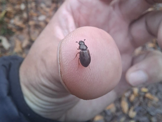 Aphodius obliteratus - sötétjegyű trágyabogár