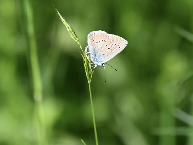 Cyaniris semiargus - aprószemes boglárka