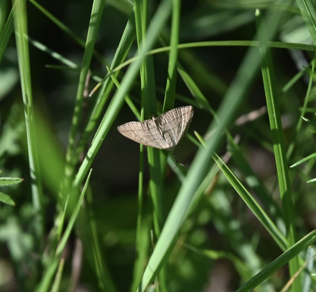 Polypogon tentacularia - sötétaljú karcsúbagoly
