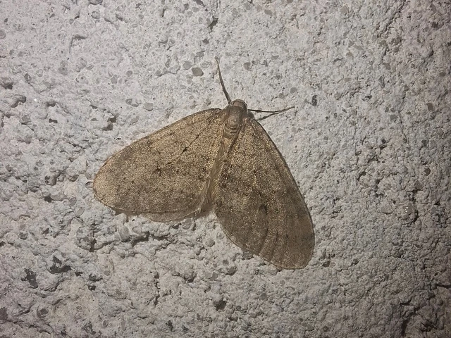 Operophtera brumata - kis téliaraszoló