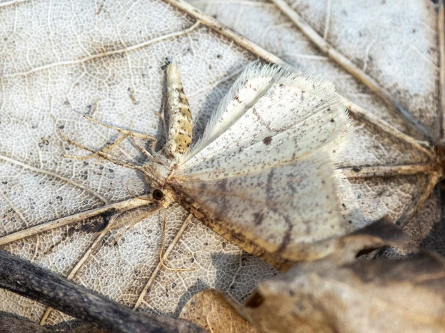 Agriopis marginaria - sárgás téliaraszoló