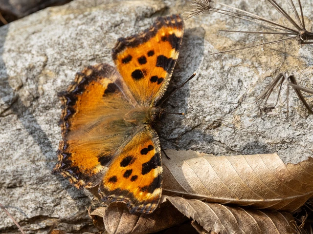 Nymphalis polychloros - nagy rókalepke