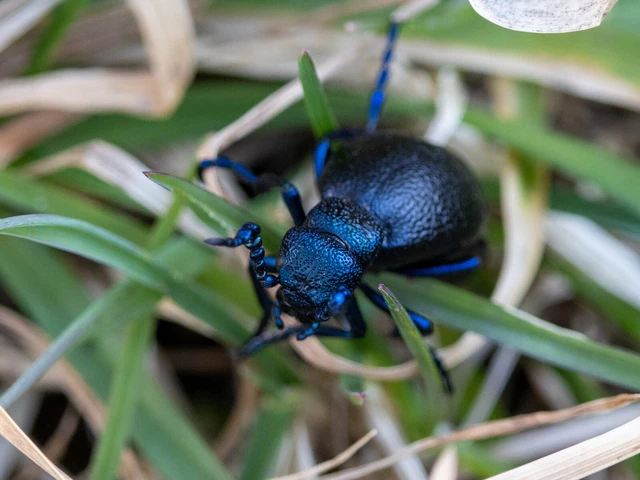 Meloe proscarabaeus - közönséges nünüke