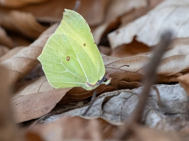 Gonepteryx rhamni - citromlepke