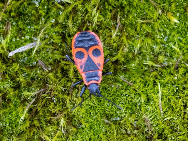 Pyrrhocoris apterus - verőköltő poloska
