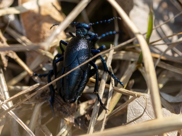 Meloe proscarabaeus - közönséges nünüke