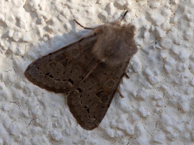 Orthosia populeti - nyárfa-barkabagoly