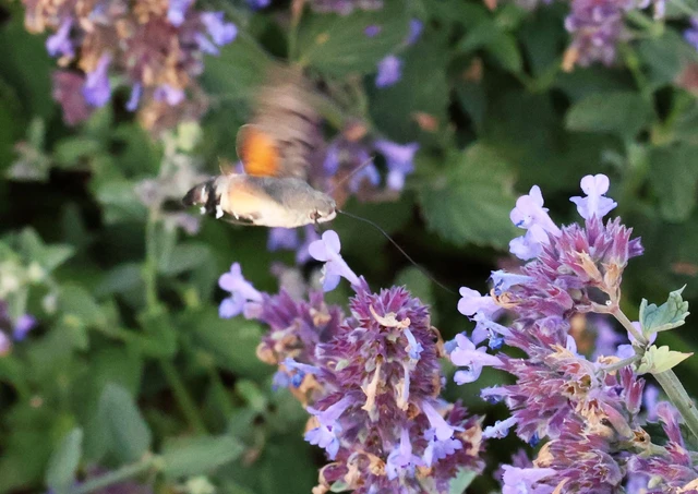 Macroglossum stellatarum - kacsafarkú szender