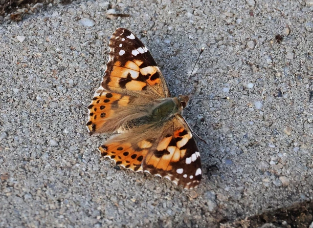 Vanessa cardui - bogáncslepke