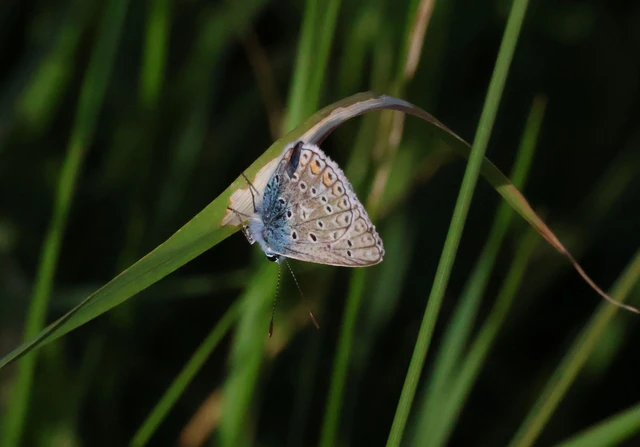 Polyommatus icarus - közönséges boglárka