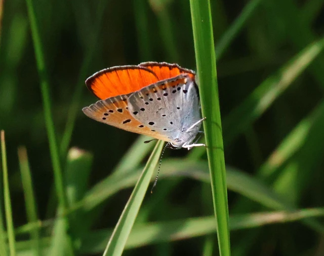 Lycaena dispar rutilus - nagy tűzlepke