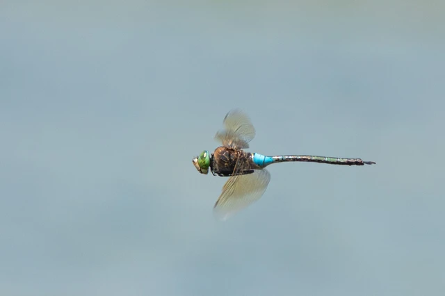 Anax parthenope - barna óriásacsa Anax parthenope - barna óriásacsa
