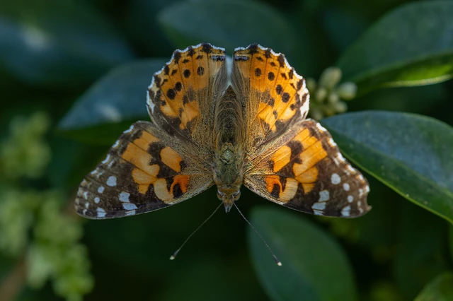 Vanessa cardui - bogáncslepke