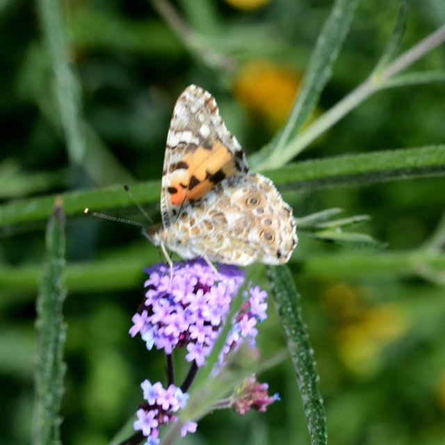 Vanessa cardui - bogáncslepke