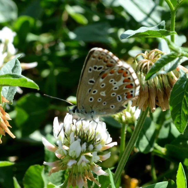 Polyommatus bellargus - égszínű boglárka