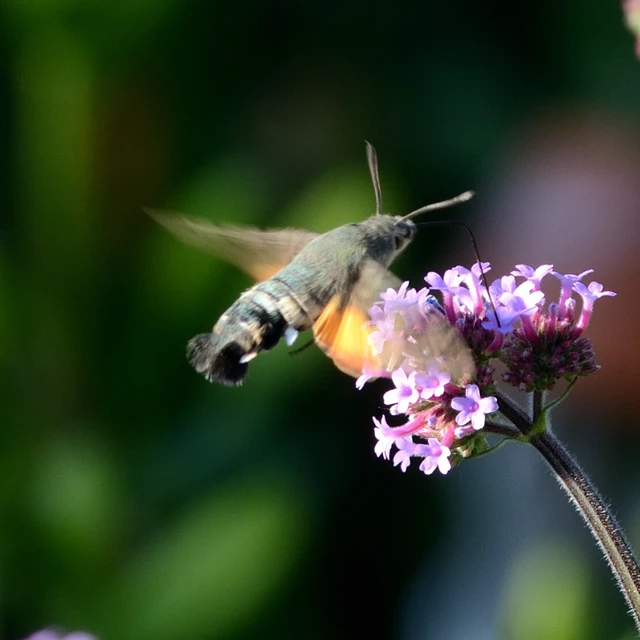 Macroglossum stellatarum - kacsafarkú szender