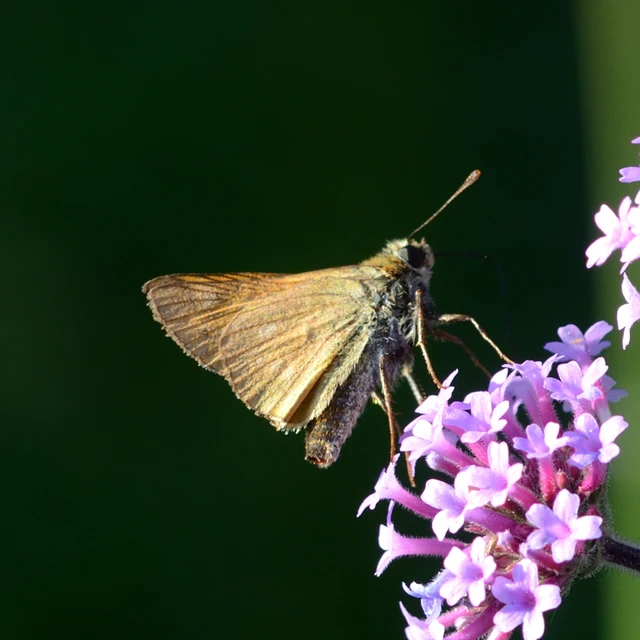 Ochlodes sylvanus - erdei busalepke