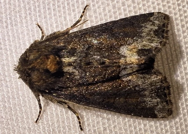 Oligia strigilis - kormos dudvabagoly