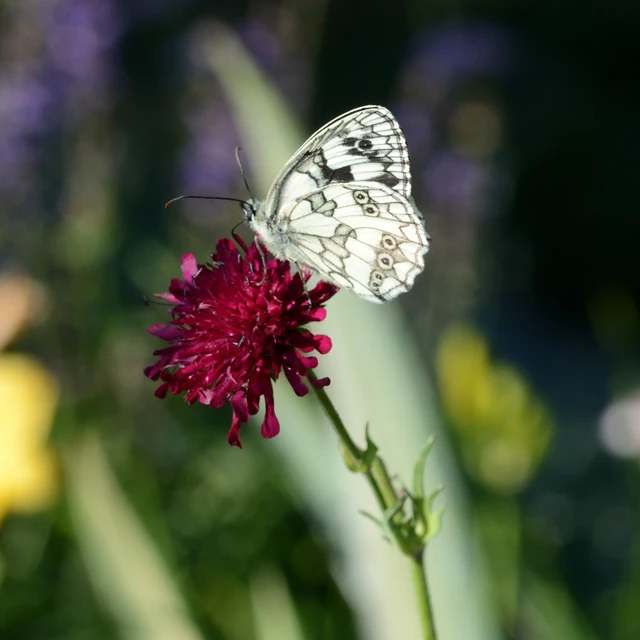 Melanargia galathea - sakktáblalepke