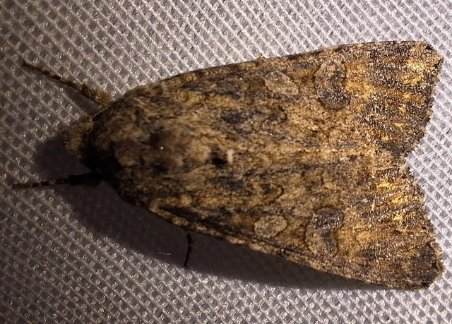 Hadula trifolii - lóherebagoly