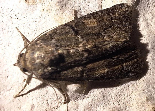 Cryphia fraudatricula - homoki zuzmóbagoly