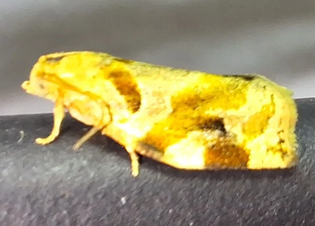 Archips xylosteana - kökényszövő sodrómoly