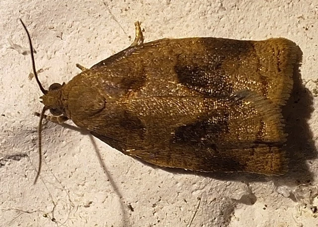 Archips rosana - rózsailonca
