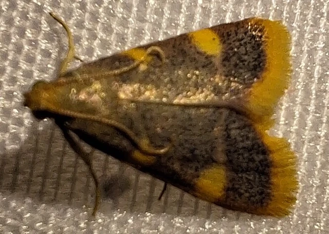 Hypsopygia costalis - szénailonca