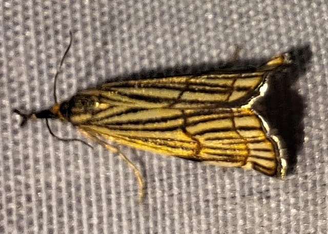 Chrysocramboides craterella - rácsos fűgyökérmoly