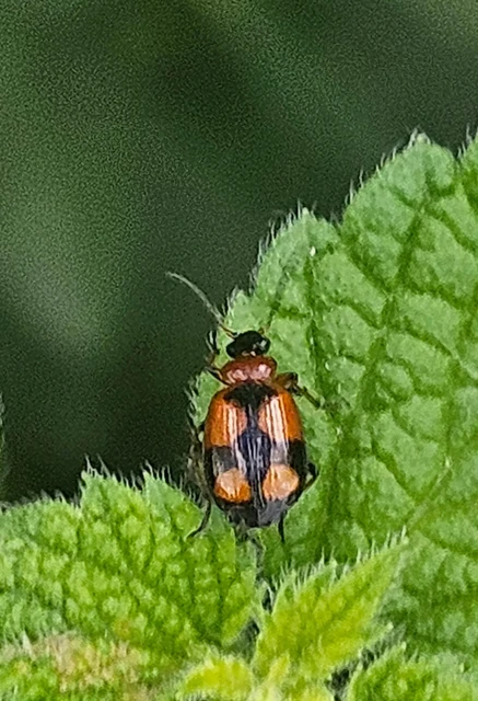 Lebia cruxminor - keresztes cserjefutó