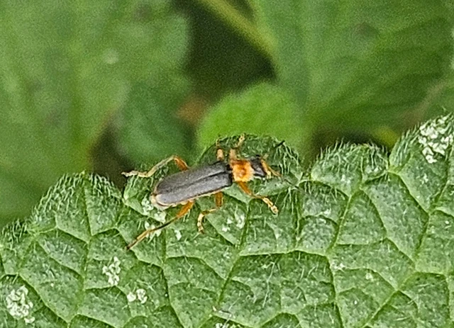 Cantharis lateralis - szegélyes lágybogár