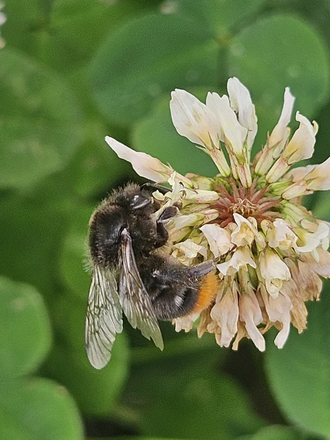 Bombus - poszméhek