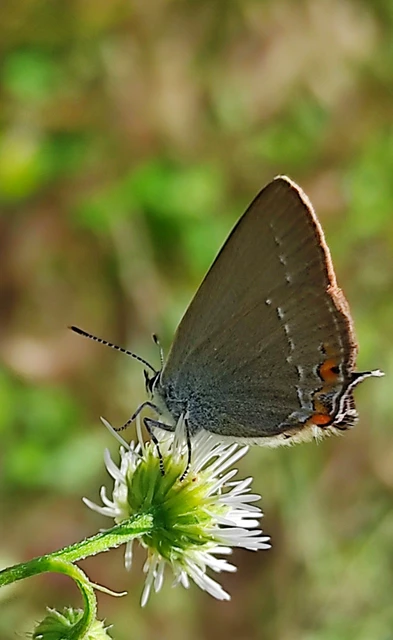 Satyrium acaciae - akác-csücsköslepke
