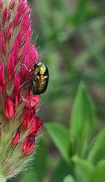 Cryptocephalus