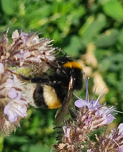 Bombus - poszméhek
