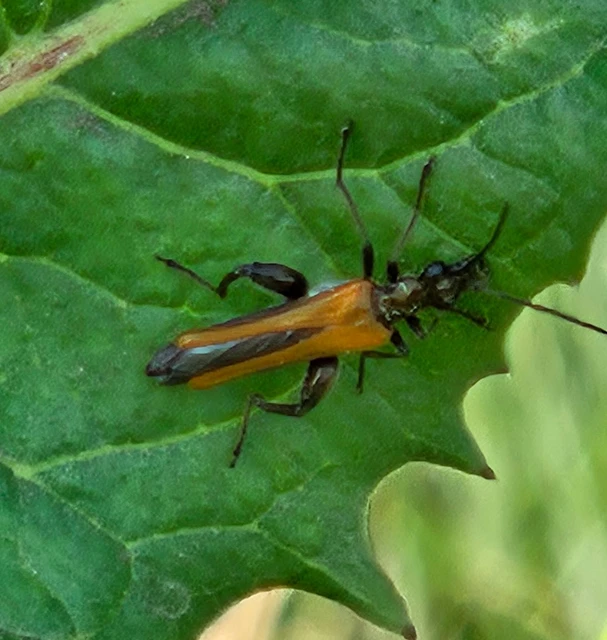 Oedemera femorata - sárgahátú álcincér