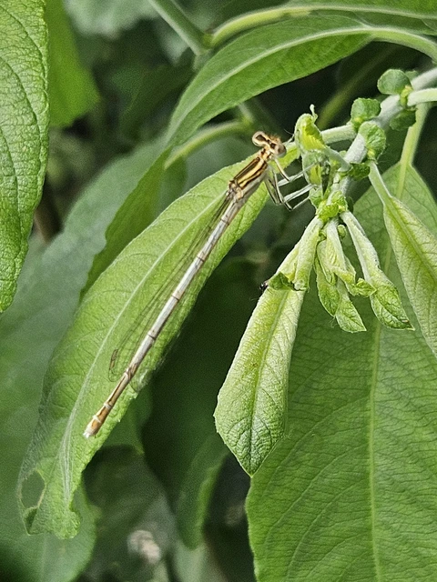 Platycnemis pennipes - széleslábú szitakötő