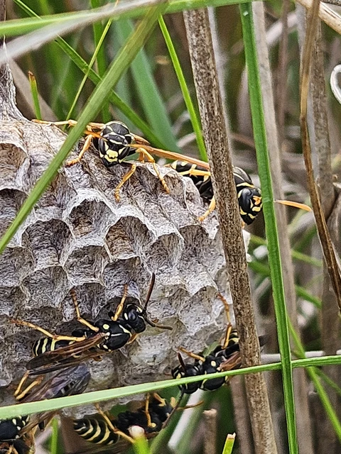 Polistes - papírdarazsak