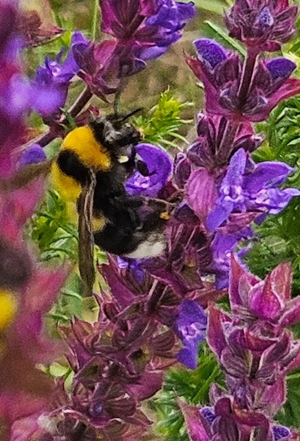 Bombus - poszméhek
