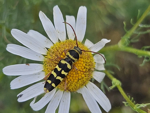 Echinocerus floralis - lucerna-darázscincér