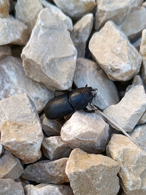 Dorcus parallelipipedus - kis szarvasbogár