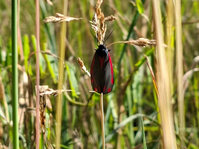 Tyria jacobaeae - jakabfű-medvelepke
