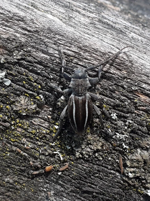 Neodorcadion bilineatum - kétsávos földicincér