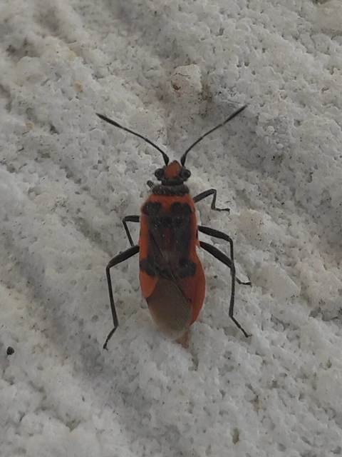 Corizus hyoscyami - piros karimáspoloska