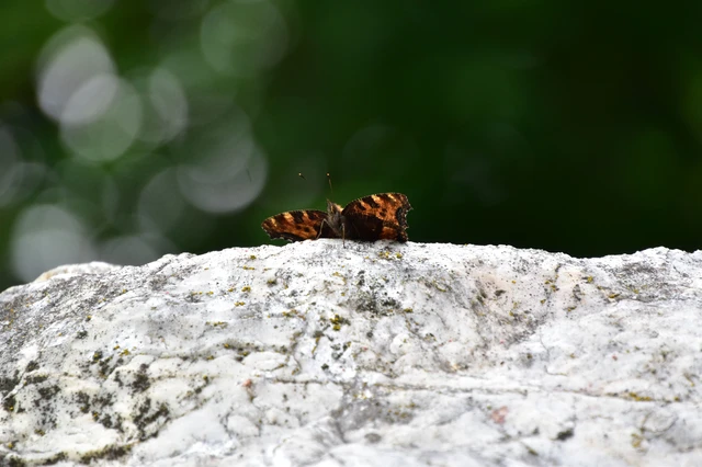 Nymphalis polychloros - nagy rókalepke